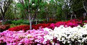 「シティ金町」の周りの花壇 その3