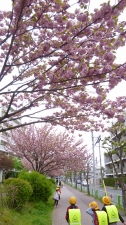 「桜」の通学路２