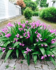 路地に咲く紫蘭