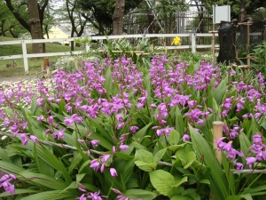 心が優しくなる様な花