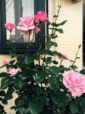 我が家に咲いた薔薇の花