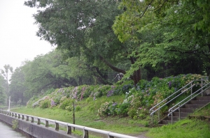 水元さくら堤のアジサイ