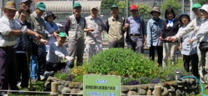 渋江公園花壇、植え替えです その1