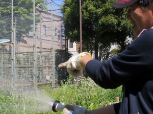 渋江公園花壇の植え替え その3