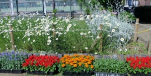 渋江公園の花壇、植え替えの様子