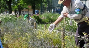 渋江公園の花壇の植え替えの様子