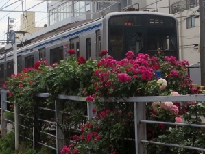 立石駅近くの踏切脇のばら