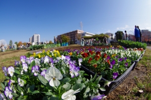 曳舟川親水公園（広場ゾーン）花壇