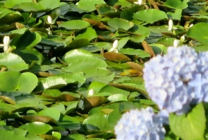 水元公園 その3