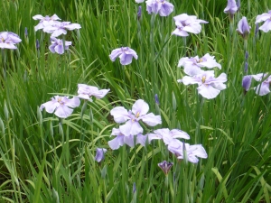 お待たせしました！葛飾の花の披露宴！