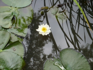 あわれ美しき水上の花