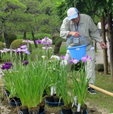 堀切菖蒲園