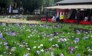 水元公園の菖蒲まつり その1