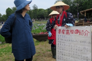 水元公園の菖蒲まつり その2