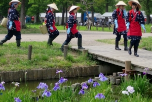 水元公園の菖蒲まつり その3