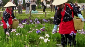 水元公園の菖蒲まつり その4