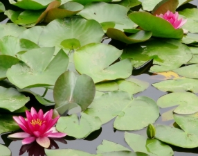 水元公園の菖蒲まつり その5