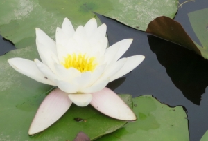 水元公園の菖蒲まつり その6