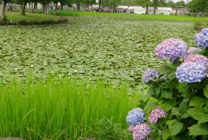 水元公園の菖蒲まつり その7