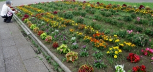 水元公園の菖蒲まつり その8