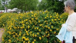 水元公園 黄色い花 その1