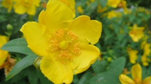 水元公園 黄色い花 その2