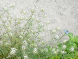 のこり１輪の花