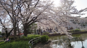 金町公園のさくら