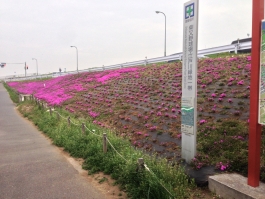 江戸川堤の芝桜