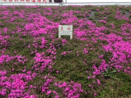 江戸川堤の芝桜