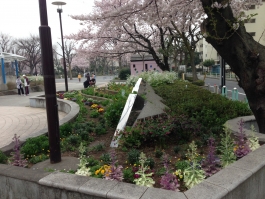 金町公園花壇と満開の桜
