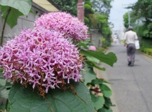 緑道の花