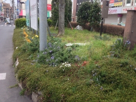 金町駅北口の花壇です