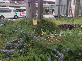 金町駅北口駅前の花壇