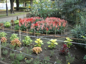 花園会この夏の花壇