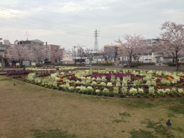 曳舟川親水公園（広場ゾーン）の花壇