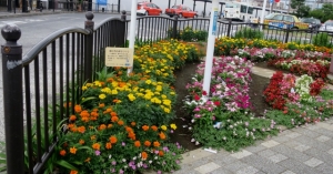 金町駅南口の花壇