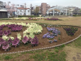 曳舟川親水公園（広場ゾーン）の花壇