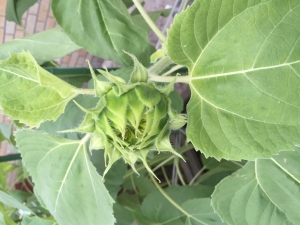 小学生が植えたひまわり