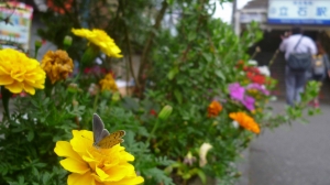 駅に花