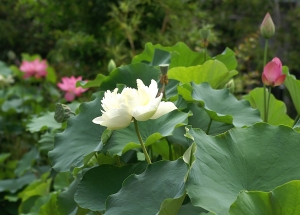蓮たち
