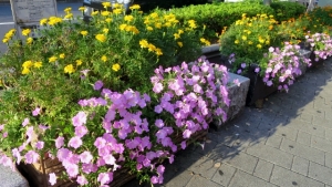 金町駅南口の花壇 その1