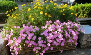 金町駅南口の花壇 その2