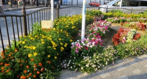 金町駅南口の花壇 その3