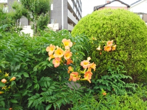 のうぜんかずら〔凌霄花〕