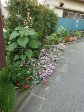 鎌倉4丁目緑道植樹帯花壇