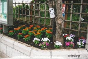 上小松小学校正門左側花壇