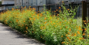 原田小学校の花壇 その2