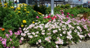 金町駅南口の花壇