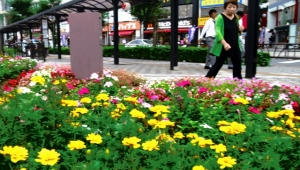 金町駅南口の花壇